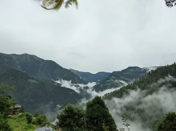 Pine Wood Tree House